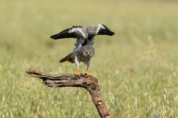 Adult male of Montagu's harrier in a cereal steppe in central Spain in his breeding territory with the first light of a spring day