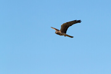 Montagu's harrier female flying in her breeding territory with the first light of the morning