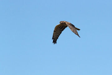 Obraz premium Montagu's harrier female flying in her breeding territory with the first light of the morning