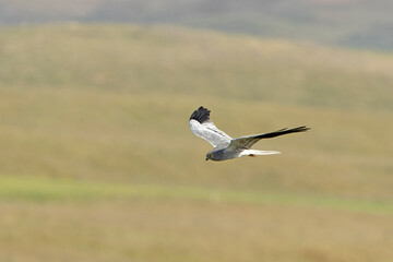Montagu's harrier male flying in his breeding territory with the first light of the morning