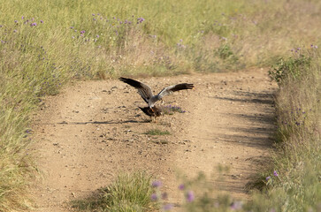 Male and female Montagu's harriers copulating in their breeding territory in the last light of a spring afternoon