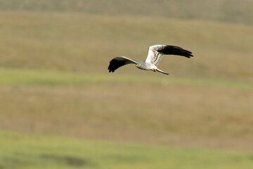 Adult male Montagu’s harrier flying in his breeding territory at first light on a spring day in a field of cereal