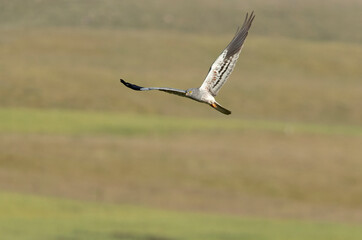 Montagu's harrier male flying in his breeding territory with the first light of the morning