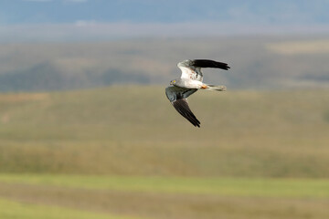 Adult male Montagu’s harrier flying in his breeding territory at first light on a spring day in a field of cereal