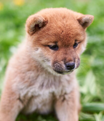 Close-up shiba inu puppy, ginger puppy portrait