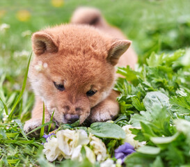 Fototapeta premium Shiba inu puppy playing in green grass