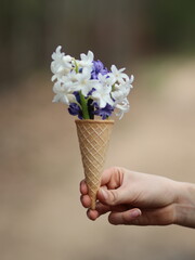 Hand holding colorful hyacinths in an ice cream cup