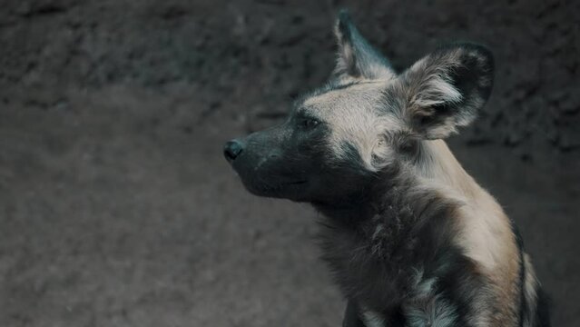 Watchful African Wild Dog In The Savanna. Lycaon Pictus. close up