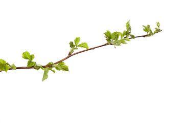 tree branch with young green leaves isolated on white background