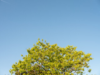 tree in front of sky background, front view