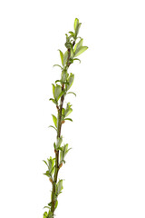 Obraz premium tree branch with young green leaves isolated on white background