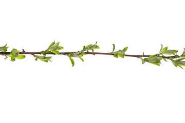 tree branch with young green leaves isolated on white background