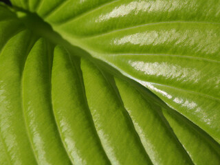 Macro photo of a bright green leaf of a plant-a natural textural background. Beauty concept of purity and naturalness