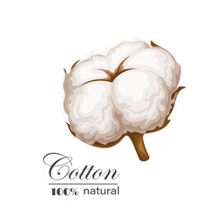 Cotton vector illustration. Delicate white flower.