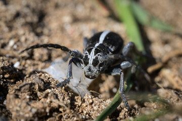 A Dorcadion longhorn beetle on the ground