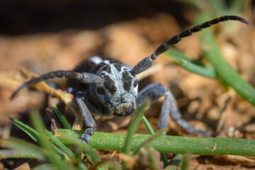 A Dorcadion longhorn beetle on the ground