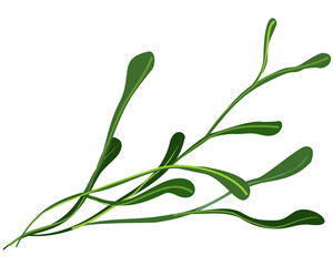 Vector bright illustration of tree branch isolated on white background.