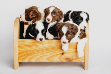 border collie puppies  - obrazy, fototapety, plakaty