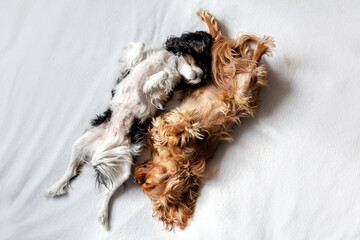 Two dogs sleeping together on white blanket