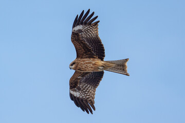 鳶
