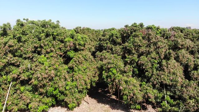 Drone flying over the longan tree in the garden
