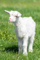 White baby goat on green grass in sunny day.