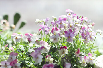 Naklejka premium purple viola flowers on green background