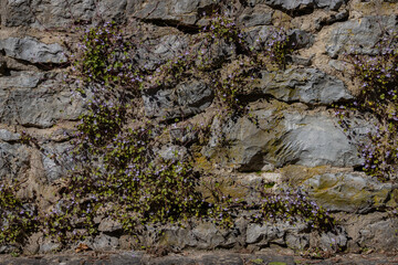 Cymbalaria muralis growing on a natural stone wall, common names are also Coliseum Ivy, Pennywort, Kenilworth Ivy or Zimbelkraut