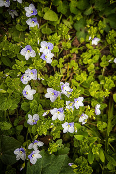 Small wild flowers in spring