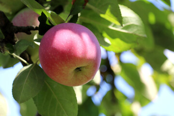 Red apple growing on a tree in garden on sky background. Ripening fruits hanging on branch with leaves in sunlight
