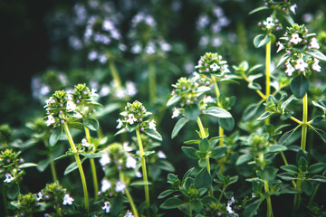 Selective soft focused Sweet Basil green plants with flowers growing texture Local vegetable planting farm. Fragrant aroma for food and herb for aromatherapy. Natural vegetable garden background 