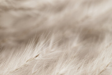 Beige neutral color dried fluffy tiny romantic flowers branches on blur background macro