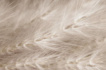 Beige neutral color dried fluffy tiny romantic flowers horizontal branches with brown seeds macro