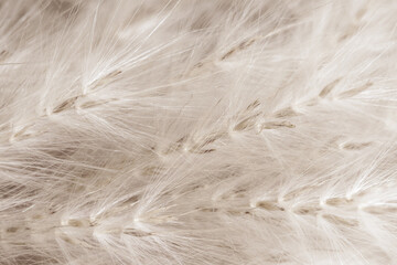 Beige neutral color dried fluffy tiny romantic flowers horizontal branches with brown seeds and white fluff macro