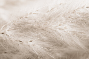 Beige neutral color dried fluffy tiny romantic flowers horizontal branches with seeds and light fluff macro