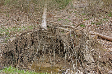 Wurzelteller einer Fichte