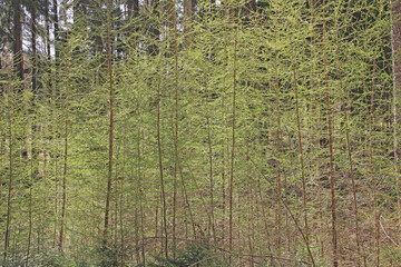 Junge Lärchen im Frühling
