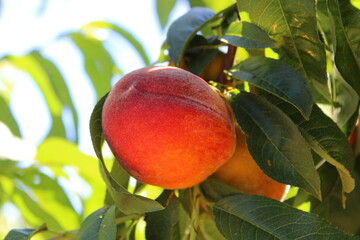 peach on tree
