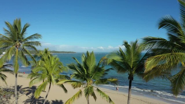 beautiful palm trees or coconut trees watching the beach in the caribbean