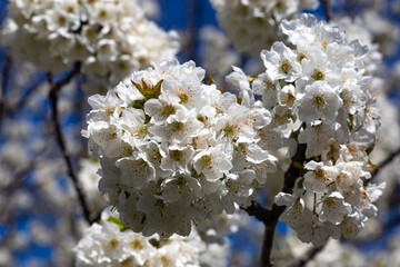 Spring flowers on a blue sky background
