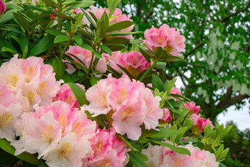 Rhododendron flower.  シャクナゲの花