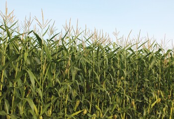 Cornfield with densely planted cornstalks on a sunny day with blue sky overhead - obrazy, fototapety, plakaty