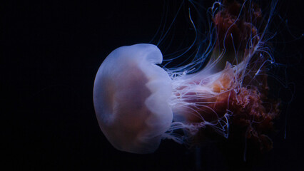 jellyfish in the water