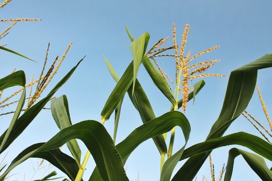 Mature corn stalks with leaves and tassels in silhouette against clear blue sky