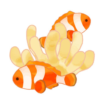 カクレクマノミ Images Browse 1 264 Stock Photos Vectors And Video Adobe Stock