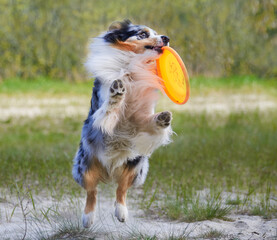 Australian shepherd merle playing with a frisbee