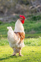 A rooster and a free-range chicken on the grass in the countryside.