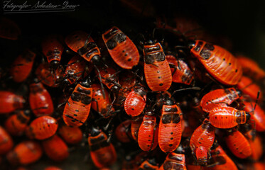 red bugs