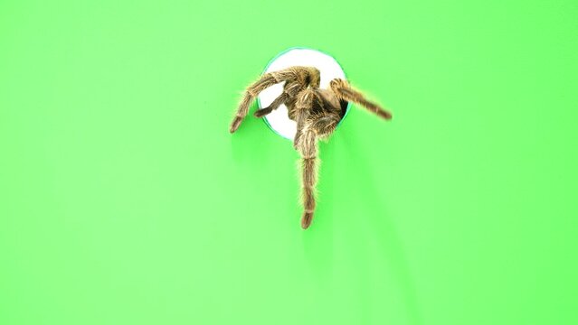 穴から出てくるタランチュラ