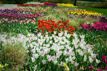 white tulips with a pink hue  blooming on a sunny day